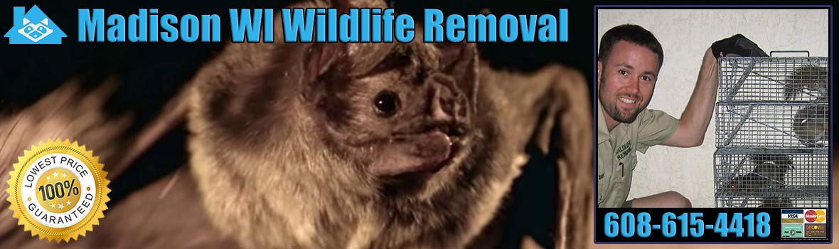 Pest Animal Removal Madison Wildlife Control Critter Trapping Wisconsin
